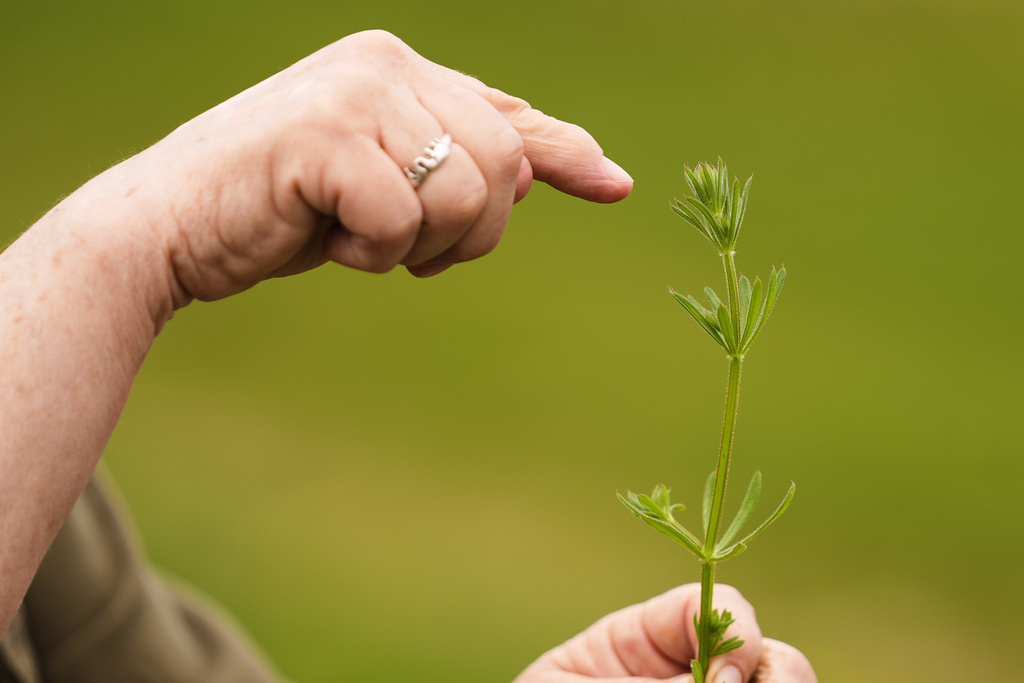 Iris Weaver holds a cleaver plant while teaching a class on foraging, May 8, 2025, in Wenham, Mass. (AP Photo/Robert F. Bukaty)