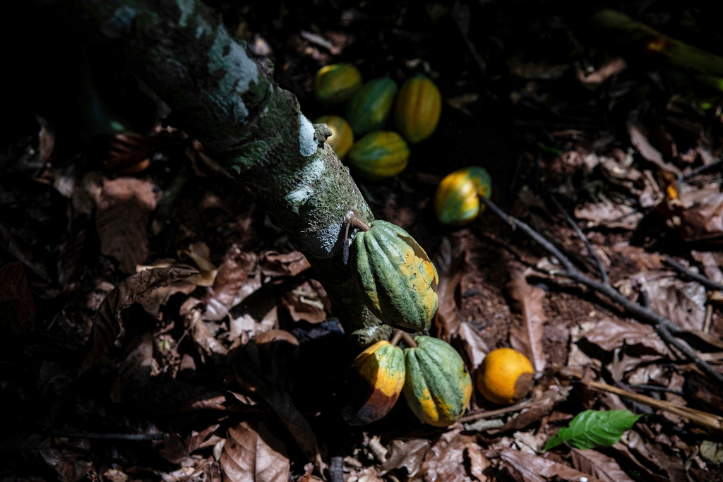 FILE - Cocoa pods hang on a tree in Divo, West-Central Ivory Coast, Nov. 19, 2023. (AP Photo/Sophie Garcia, File)