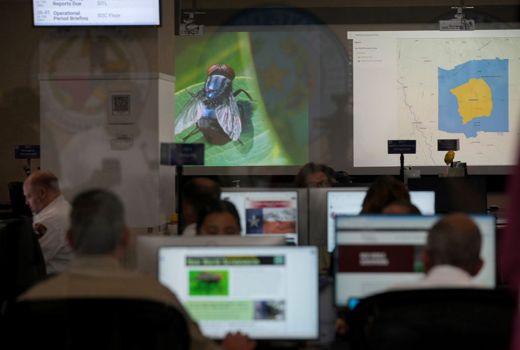 Officials work at the State Operations Center during Texas' response to the New World Screwworm in Austin on Friday, June 5, 2026. (Jay Janner/Austin American-Statesman via AP)