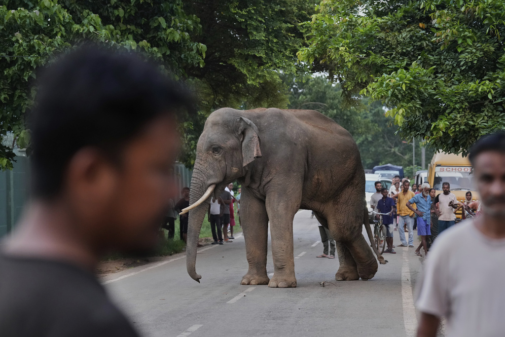 People gather to watch a wild elephant near Amchang wildlife sanctuary on the outskirts of Guwahati, Saturday, Aug. 9, 2025. (AP Photo/Anupam Nath)
