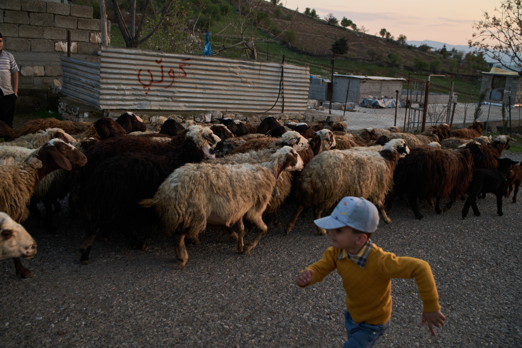 A boy runs past a flock of sheep during a family gathering to break the fast with an Iftar meal during the Muslim holy month of Ramadan in the village of Gulp, Iraq, Tuesday, March 17, 2026. (AP Photo/Leo Correa)