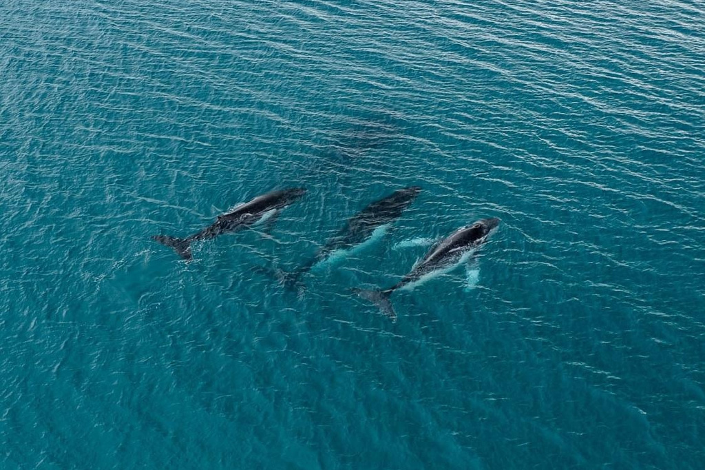 This photo provided by the Pacific Whale Foundation in May 2026, shows three humpback whales migrating along the eastern Australia coast. (Pacific Whale Foundation via AP)