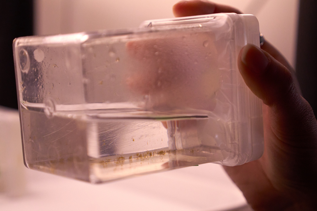 Kelp cultures grow in small containers Friday, March 13, 2026, at the Woods Hole Oceanographic Institution in Woods Hole, Mass. (Ana Georgescu/MIT Graduate Program in Science Writing via AP)