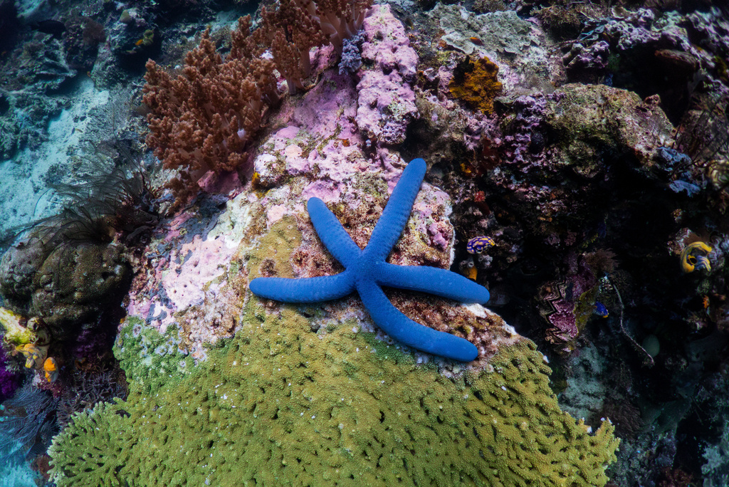 A starfish sits at the Kerno Channel dive site in Raja Ampat, Indonesia, Thursday, March 5, 2026. (AP Photo/Claudia Rosel)