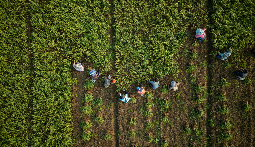 Field workers harvest garlic from a farm on the banks of the Kok River in Tha Ton, Thailand, on Feb. 21. (AP Photo/Anton L. Delgado)