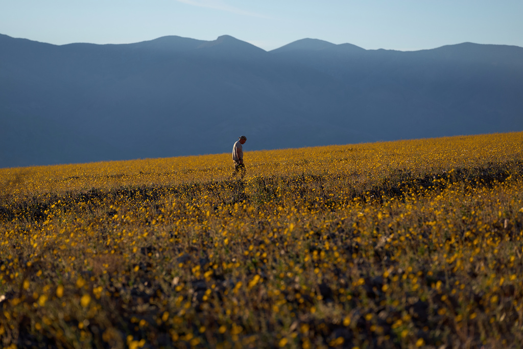 A person walks in a field of wildflowers during a superbloom, Saturday, March 7, 2026, in Death Valley National Park, Calif. (AP Photo/John Locher)