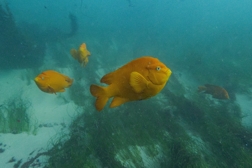 Garibaldi, California’s state fish, which are vulnerable to impingement on desalination intake screens, swim in La Jolla, Calif., Tuesday, Dec. 2, 2025. (AP Photo/Annika Hammerschlag)