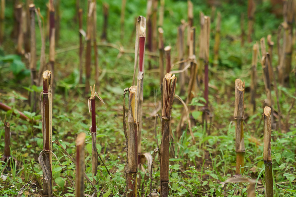 Stalks of a maize field chopped off by farmers after the crop was vandalised by monkeys is seen in Dharamghar, Dolakha district, about 86 kilometers (53 miles) east of Kathmandu, Nepal, Saturday, July 25, 2026. (AP Photo/Niranjan Shrestha)