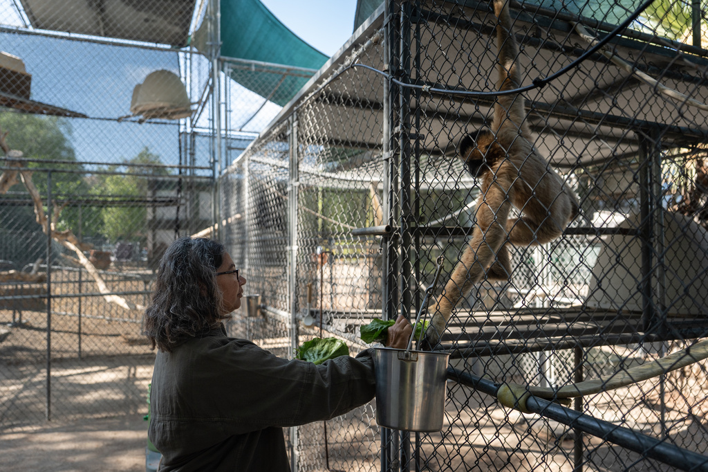Gibbon Conservation Center Director Gabi Skollar feeds a gibbon at the center in Santa Clarita, Calif., Friday, Aug. 14, 2026. (AP Photo/Jae C. Hong)
