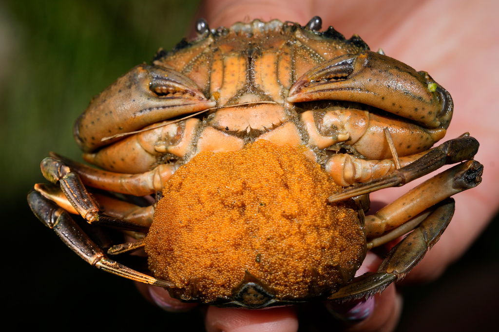 A mass of thousands of eggs clings to the abdomen of a female green crab caught on the Harraseeket River, Friday, June 19, 2026, in Freeport, Maine. (AP Photo/Robert F. Bukaty)
