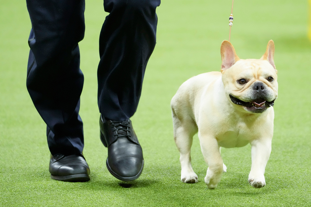 FILE - Winston, a French bulldog, competes in the non-sporting group competition during the 147th Westminster Kennel Club Dog show, May 8, 2023, in New York. (AP Photo/Mary Altaffer, File)