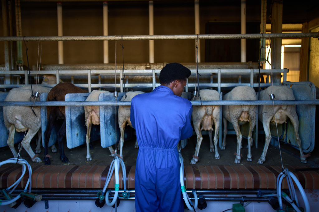 Sudanese shepherd Osam Abdulmumen milks goats at farm in Los Cortijos, central Spain, Tuesday, Oct. 7, 2025. (AP Photo/Bernat Armangue)