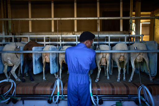 Sudanese shepherd Osam Abdulmumen milks goats at farm in Los Cortijos, central Spain, Tuesday, Oct. 7, 2025. (AP Photo/Bernat Armangue) Sudanese shepherd Osam Abdulmumen milks goats at farm in Los Cortijos, central Spain, Tuesday, Oct. 7, 2025. (AP Photo/Bernat Armangue)
