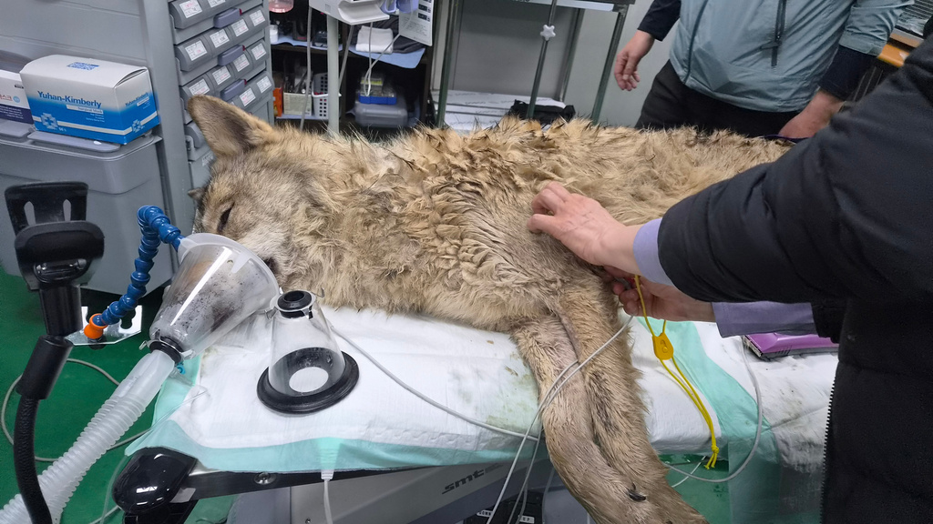 In this photo provided by Daejeon Municipality, a veterinarian examines the condition of the male wolf, named Neukgu, at Daejeon O-World theme park in Daejeon, South Korea, Friday, April 17, 2026. (Daejeon Municipality via AP)