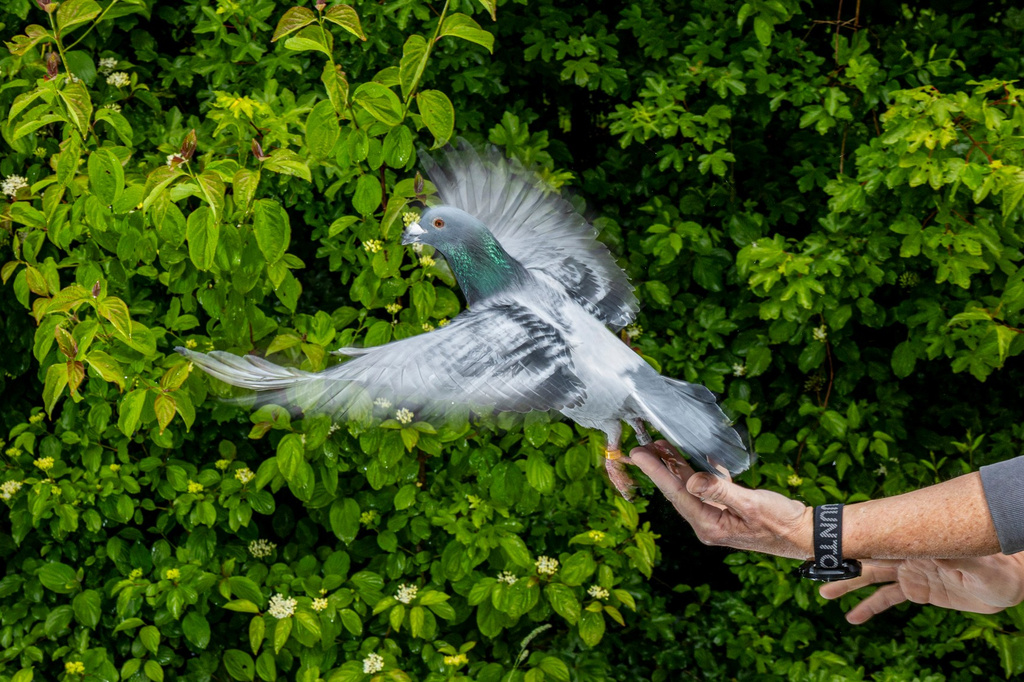 This image provided by the Max Planck Institute of Animal Behavior shows a scientist releasing a homing pigeon in May, 2026, in Konstanz, Germany. (Christian Ziegler/Max Planck Institute of Animal Behavior via AP)