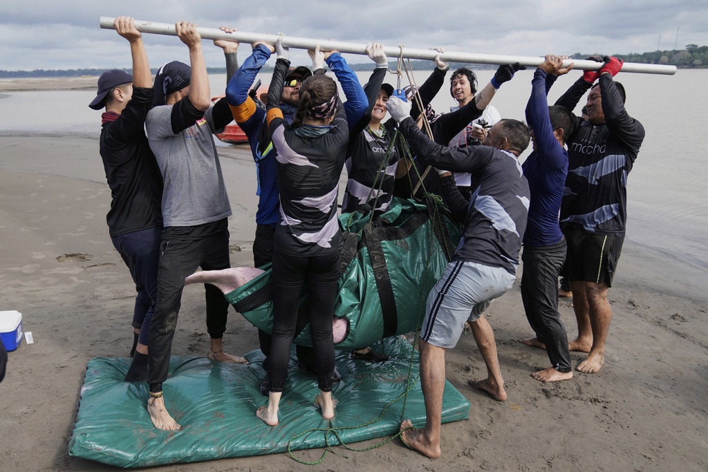 Scientists and veterinarians weigh a pink river dolphin after a health check in Puerto Narino, Colombia, Sunday, Sept. 7, 2025. (AP Photo/Fernando Vergara)