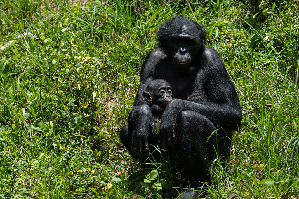 A bonobo cares for her baby at the Lola ya Bonobo sanctuary in Kinshasa, Democratic Republic of the Congo, on April 8, 2026. (AP Photo/Samy Ntumba Shambuyi)