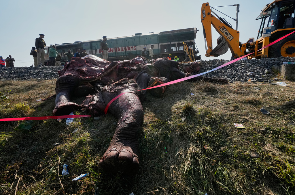 A carcass of an Asiatic wild elephant being removed from a railway track after a speeding train hit a heard of wild elephant in the early morning in Changjurai village east of Guwahati, India, Saturday, Dec. 20, 2025. (AP Photo/Anupam Nath)