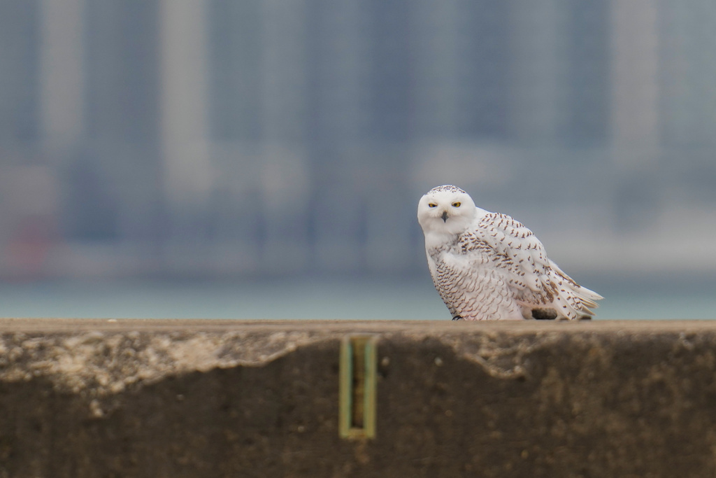 A snowy owl rests on a pier near Montrose Point Bird Sanctuary, Monday, Nov. 24, 2025, in Chicago. (AP Photo/Erin Hooley)