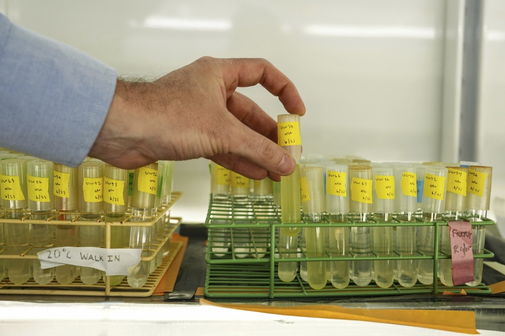 Francois Ribalet, a research associate professor at the University of Washington's School of Oceanography, pulls a vial of Prochlorococcus on Friday, Sept. 5, 2025, in Seattle. (AP Photo/Annika Hammerschlag)