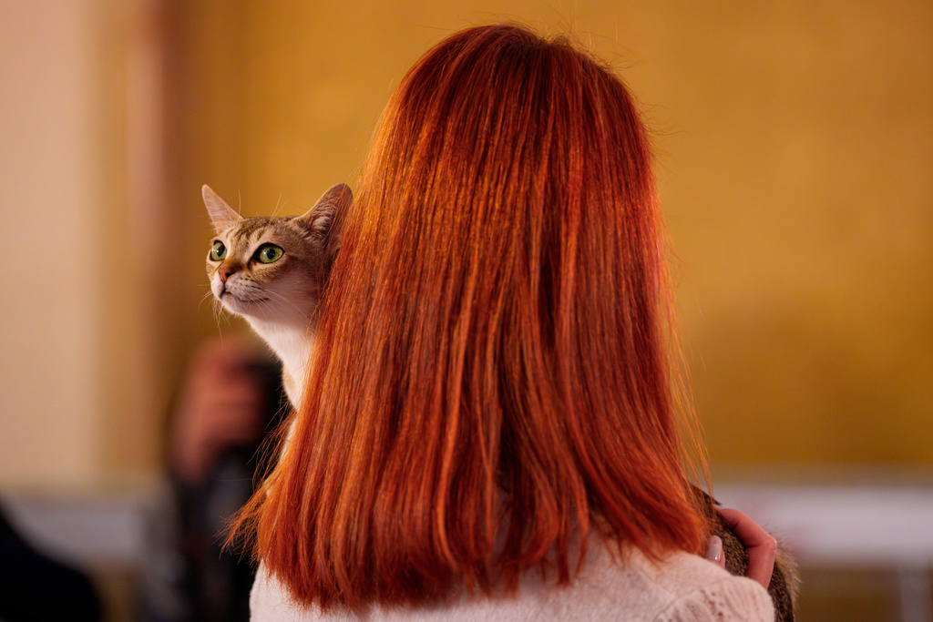 A woman holds a Singapura cat at an international feline beauty competition, dubbed the Feline Oscars, featuring more than 200 cats, in Bucharest, Romania, Saturday, March 21, 2026. (AP Photo/Andreea Alexandru)