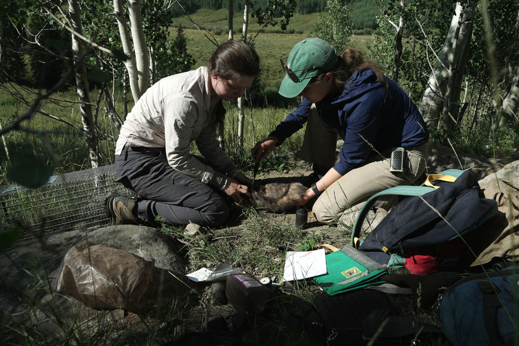 Researchers mark a marmot with dye for identification Friday, Aug. 7, 2026, in Gothic, Colo. (AP Photo/Brittany Peterson)
