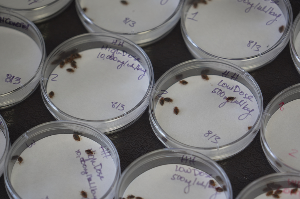 Bedbugs crawl around in Petri dishes in Christopher Hayes's Structural Pest Research Lab at North Carolina State University in Raleigh, N.C., on Monday, Aug. 3, 2026. (AP Photo/Allen G. Breed)