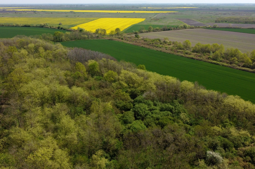 A small forest dubbed the Nightingale's Forest is seen near the village of Plandiste, in the flat, farming region of Serbia, Thursday, April 16, 2026. (AP Photo/Darko Vojinovic)