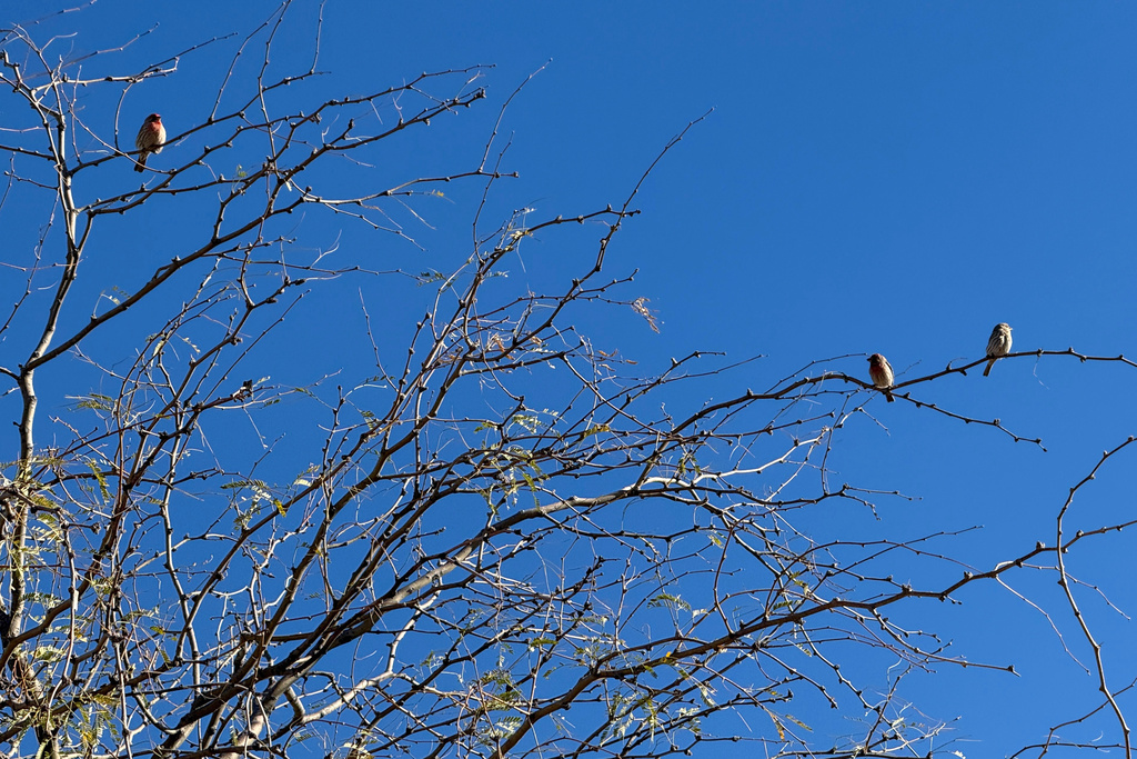 House finches are photographed during an accessible walk for people with limitations at Canoa Ranch, Ariz., outside Tucson, on Feb. 18, 2026. (Anita Sno via AP)