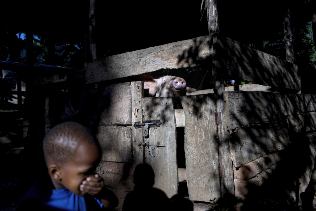 A young boy covers his nose and mouth as he walks past a pig, part of a program by the NGO Health Nest Uganda, Monday, Nov. 25, 2024, in Entebbe, Uganda. The program helps both groups to share their skills with one another, from teaching youths how to care for livestock and seniors learning about technology from the younger generation. (AP Photo/David Goldman)