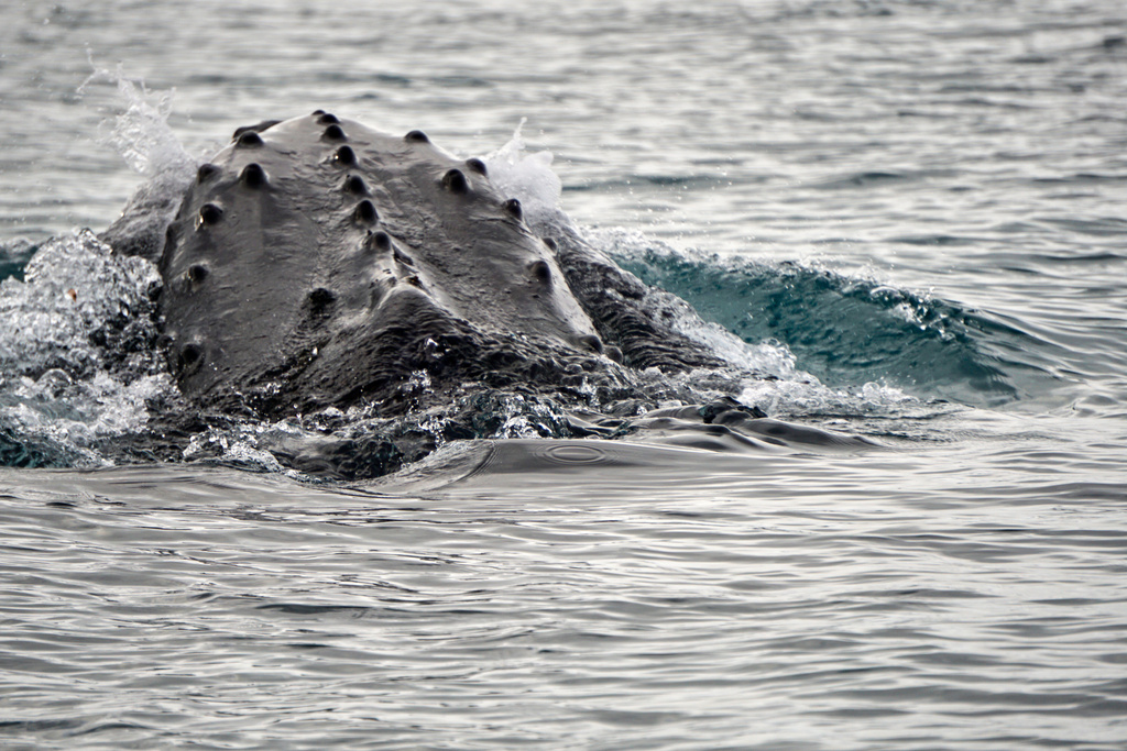 This photo provided by the Woods Hole Oceanographic Institution shows a whale off the West Antarctica Peninsula on Jan. 4, 2017. (Tyler Rohr/Woods Hole Oceanographic Institution via AP)