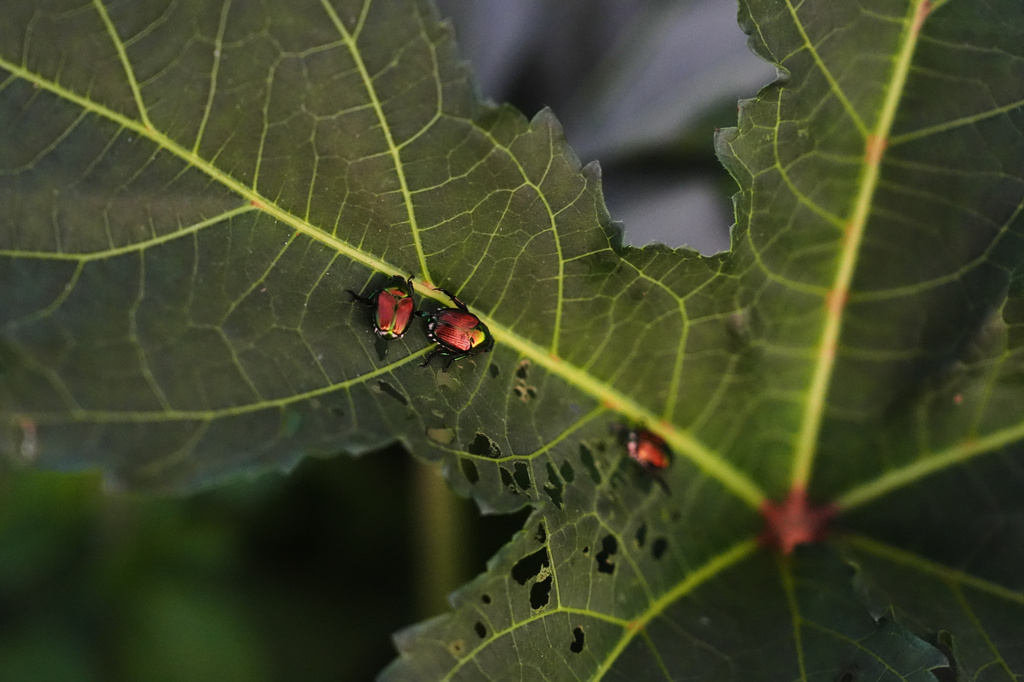 Japanese beetles damage okra plant leaves Wednesday, July 1, 2026, at a farm in Brooksville, Ky. (AP Photo/Joshua A. Bickel)