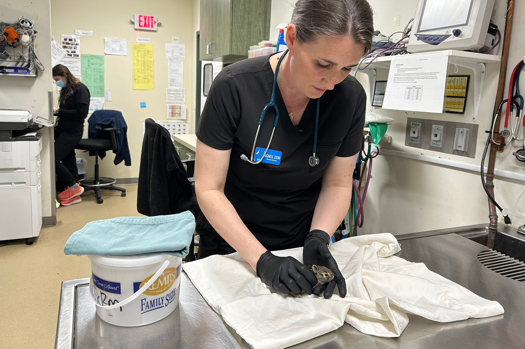 Wildlife Rehabilitation Center of Minnesota medical director Dr. Agnes Hutchinson examines a baby rabbit that was brought into the center in Roseville, Minn., Thursday, April 30, 2026. (AP Photo/Mark Vancleave)