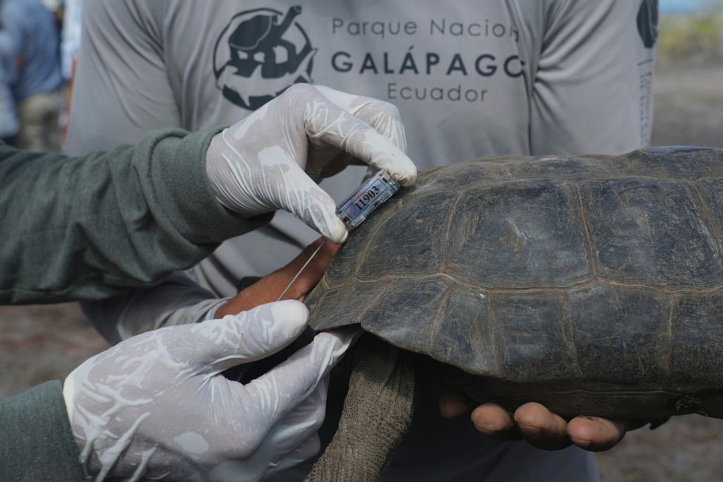 Galapagos National Park rangers attach a tracking device to a juvenile giant tortoise before its release on Floreana Island as part of a project to reintroduce the species to its native habitat in the Galapagos Islands, Ecuador, Friday, Feb. 20, 2026. (AP Photo/Dolores Ochoa)