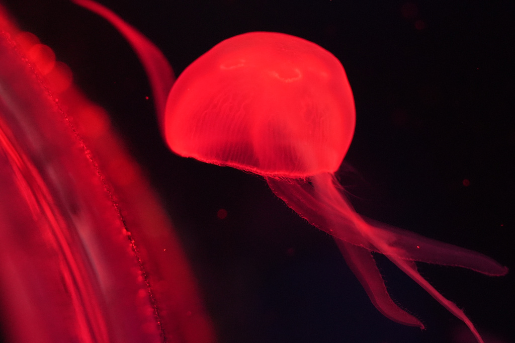 A moon jellyfish is displayed at the Jellyfish Museum, a facility that is home to about 20 unique species of jellyfish found in Florida and other parts of the world, Friday, Aug. 14, 2026, in Pompano Beach, Fla. (AP Photo/Lynne Sladky)