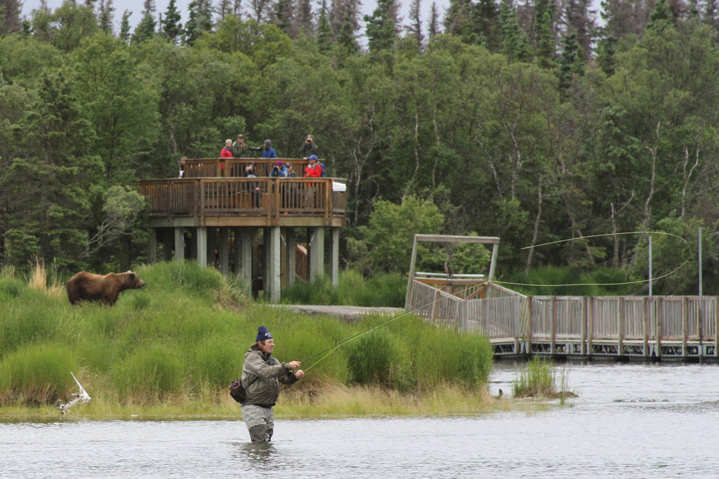 FILE - A bear walks between a viewing stand and an angler fisherman at Katmai National Park and Preserve, Alaska on July 4, 2013. (AP Photo/Mark Thiessen, File)