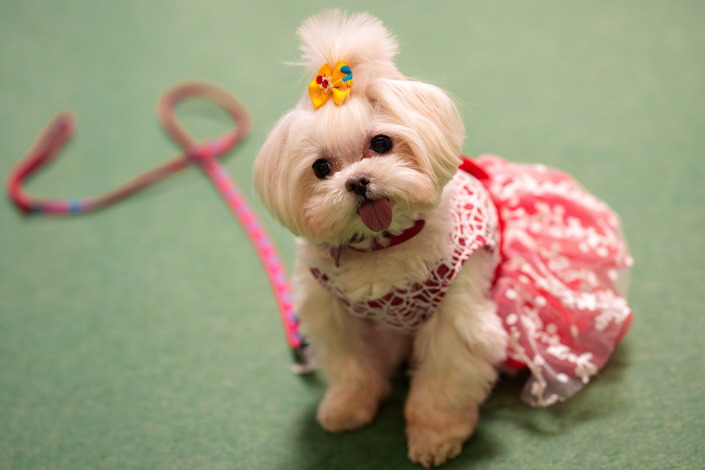 A Bichon sits before the start of a costume parade at the Pet Expo in Bucharest, Romania, Saturday, March 14, 2026. (AP Photo/Vadim Ghirda)