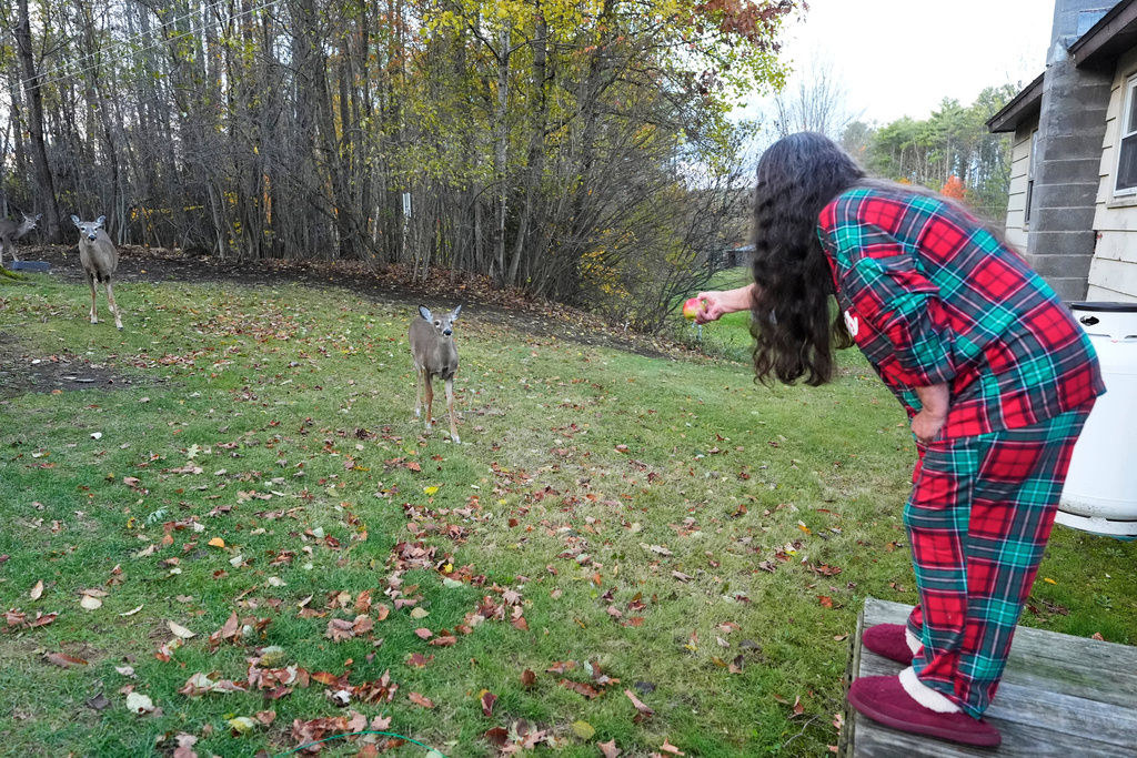 Susan Bushby, a patient at the Ammonoosuc Community Health Services, offers an apple to deer passing through her backyard, Tuesday, Oct. 21, 2025, in Lisbon, N.H. (AP Photo/Robert F. Bukaty)