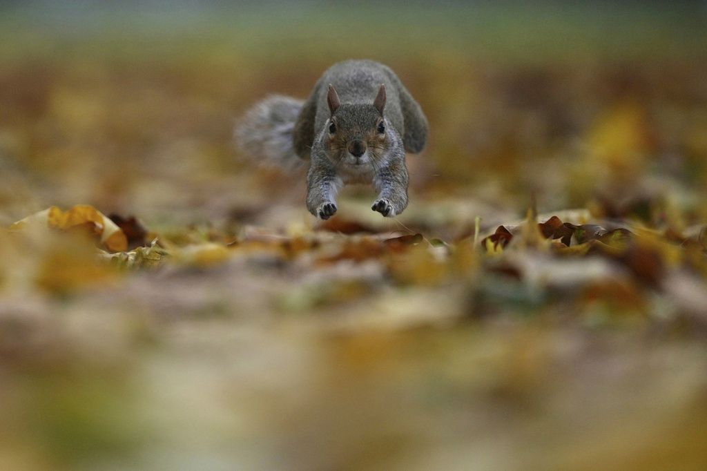 A grey squirrel jumps amongst autumn leaves in a London park, Nov. 4, 2025. (AP Photo/Kin Cheung, File)