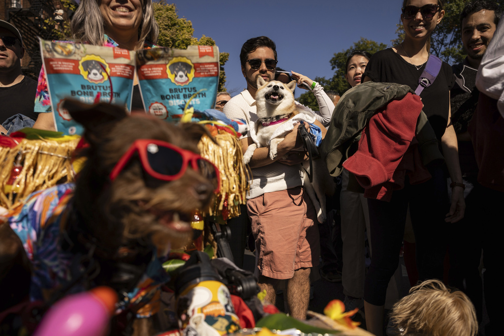 Pups on parade Dogs dressed to the nines for annual New York City