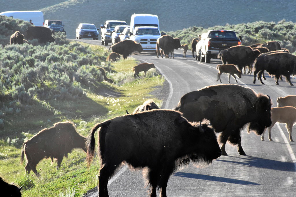 FILE - Bison cross a road in Yellowstone National Park, Thursday, June 13, 2024, near Mammoth Hot Springs, Wyo. (AP Photo/Matthew Brown, File)