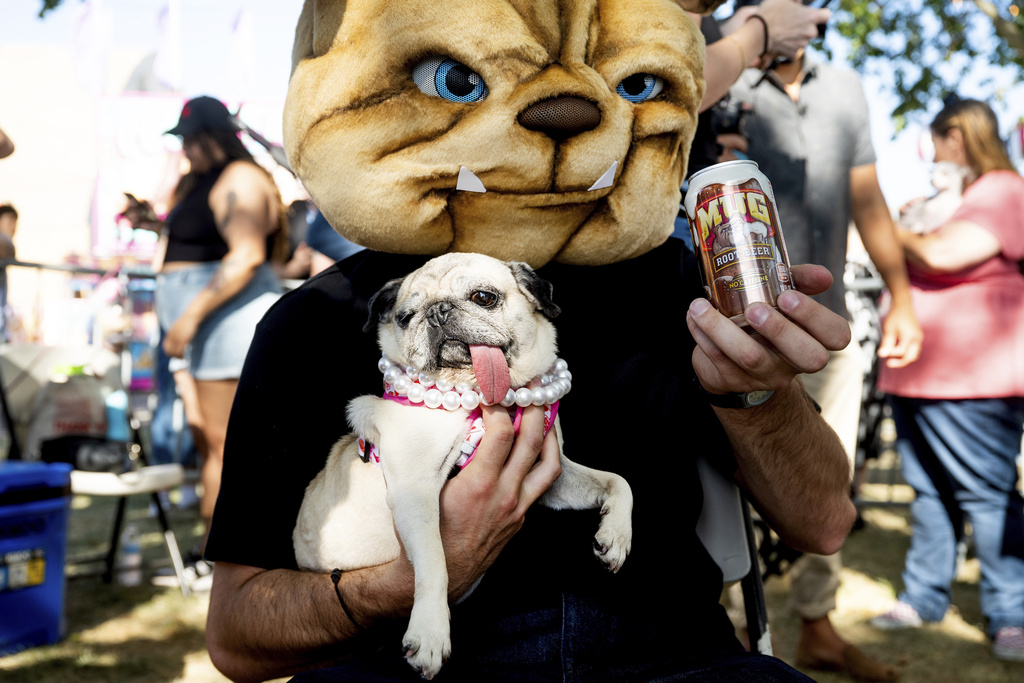 Jinny Lu, a 5-year-old pug who was rescued from Korea, prepares to compete in the World's Ugliest Dog Contest at the Sonoma County Fair in Santa Rosa, Calif., on Friday, Aug. 8, 2025. Jinny went on to win second place and a spirit award. (AP Photo/Noah Berger)