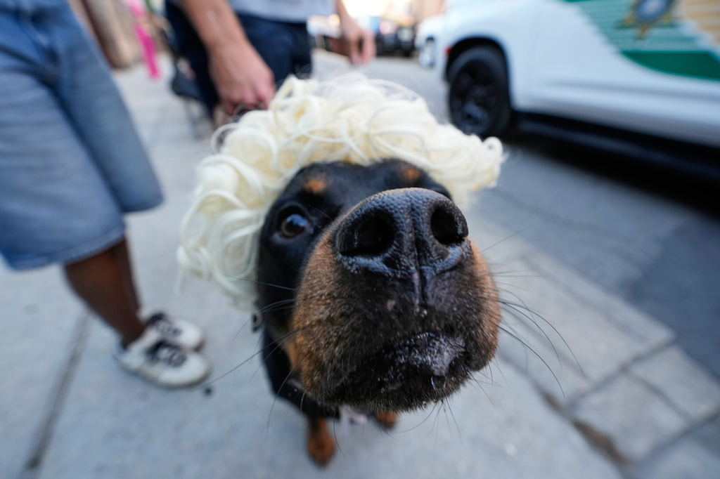 Osito, a rotweiller, watches as members of the Krewe of Dolly lead a second line parade in commemoration of the life of Dolly Parton through the French Quarter Friday, Sept. 25, 2026, in New Orleans. (AP Photo/Gerald Herbert)