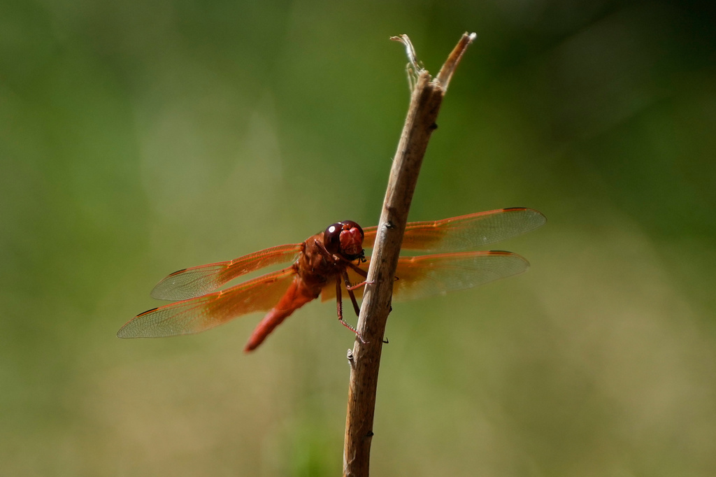 A dragonfly rests on a plant at the Lake Merritt Dragonfly Habitat Garden in Oakland, Calif., Friday, Aug. 21, 2026. (AP Photo/Jeff Chiu)