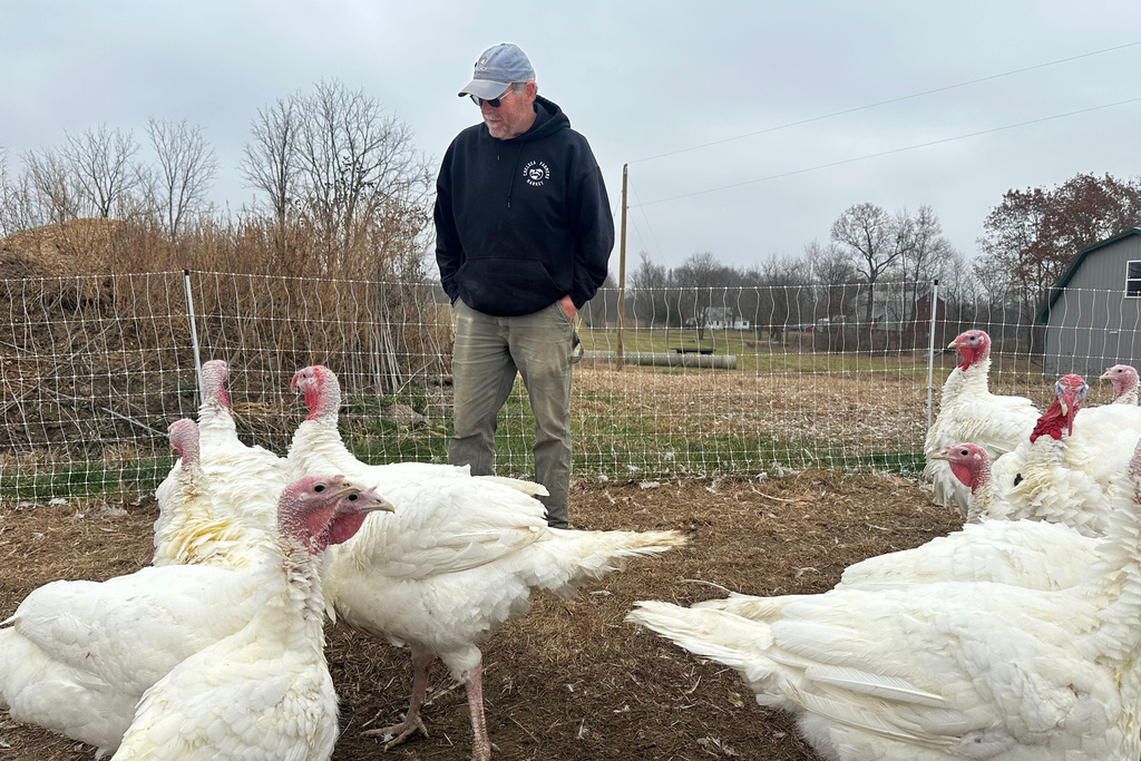 Larry Doll interacts with turkeys on his farm Thursday, Nov. 20, 2025, in Sylvan Township, Mich. (AP Photo/Mike Householder) _