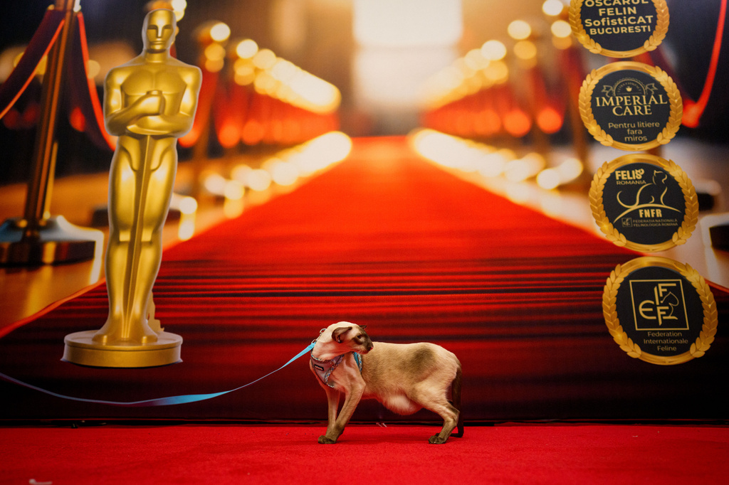 A Siamese cat walks in front of an Oscars themed photo backdrop during an international feline beauty competition, dubbed the Feline Oscars, featuring more than 200 cats in Bucharest, Romania, Saturday, Sept. 26, 2026. (AP Photo/Andreea Alexandru)