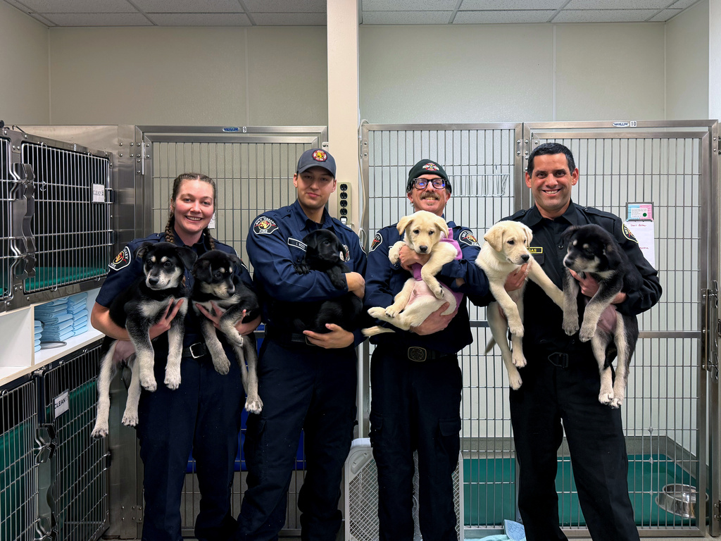 This photo provided by the Sky Valley Fire Department, shows Battalion Chief Brandon Vargas, right, joined by fire department personnel holding six puppies that are recovering after first responders treated them for a suspected drug overdose on Monday Jan. 12, 2025, at the Pilchuck Veterinary Hospital in Snohomish, Wash. (Sky Valley Fire Department via AP)