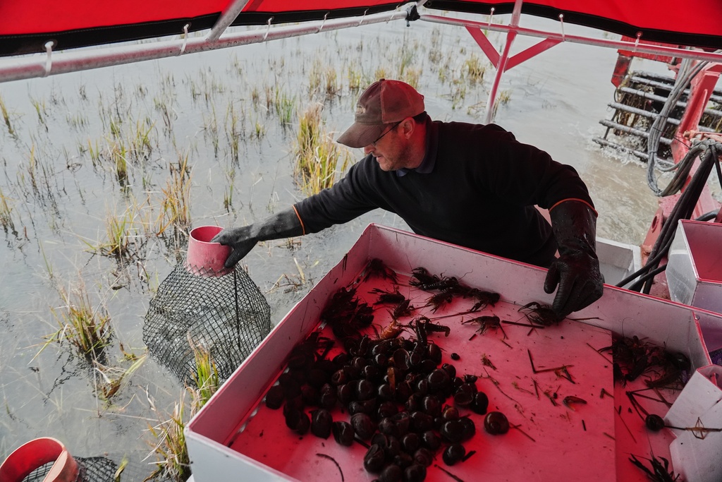 Josh Courville replaces a crawfish trap while harvesting Wednesday, Jan. 21, 2026, in Kaplan, La. (AP Photo/Joshua A. Bickel)