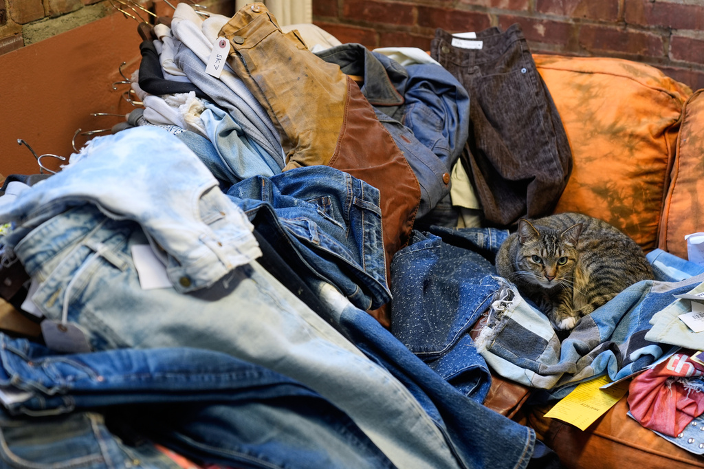 A cat relaxes in the showroom of BPD Washhouse, a denim processing facility, in Jersey City, N.J., Tuesday, May 5, 2026. (AP Photo/Seth Wenig)