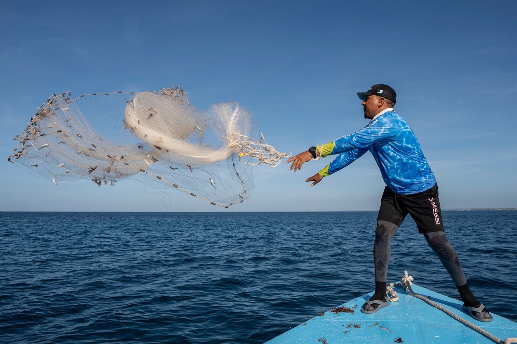 Alido Luis Báez casts a net from his boat to catch sardines as bait in Bayahibe, Dominican Republic on Oct. 20, 2025. (AP Photo/Francesco Spotorno)